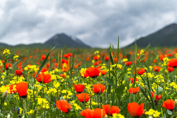 Close-up of blooming poppies and green mountains. Selective focus.