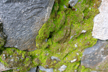 Rocks covered with moss in the park. Fresh green moss on stone. selective focus