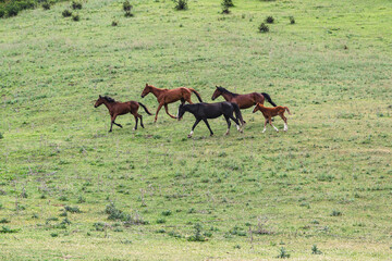 A group of horses runs across a green mountain meadow.