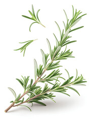 Fototapeta premium Aromatic rosemary sprigs and scattered leaves on a white background, ideal for cooking, herbal, or natural wellness themes. 