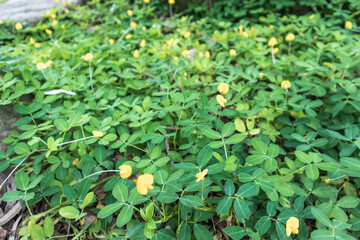 Arachis pintoi, Pinto peanut is a type nuts that grow creeper (ground cover) above ground level. Small leaves with small yellow flower suitable for fresh green nature banner