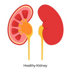 Kidney anatomy drawing illustration healthy kidneys left an right organ isolated white background