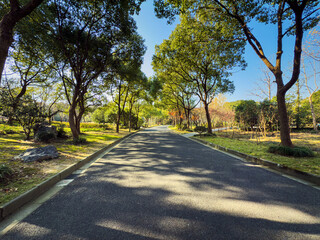 Serene Pathway Amidst Lush Green Trees Inviting Nature Lovers