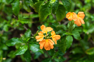 Crossandra infundibuliformis Firecracker flower Kanakambaram tropical flame. It is a species of flowering ornamental plant native to South India (especially in the Kerala region ) and Sri Lanka