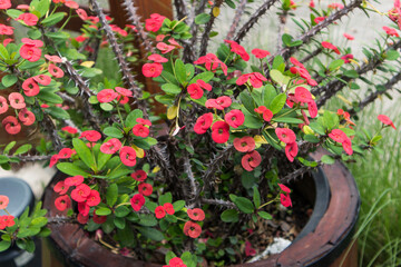 Euphorbia milii, the crown of thorns, Christ plant, or Christ's thorn, is a species of flowering plant in the spurge family Euphorbiaceae, native to Madagascar.