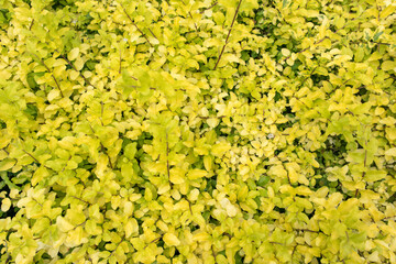 Ligustrum Sinense 'Sunshine' (Chinese Privet) in a tropical garden. A decorative shrub with bright vibrant yellow and lime leaves