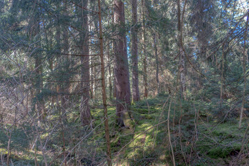 Sunny Spring of 2025