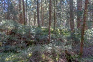 Sunny Spring of 2025