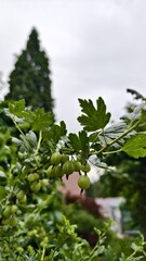 Fresh green gooseberries growing on bush with serrated leaves in home garden, perfect for organic farming concepts, healthy eating blogs and sustainable agriculture themes