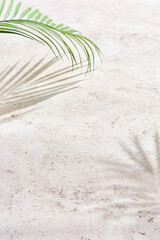 Palm leaf shadow on textured stone background, bright lighting, minimal overhead composition