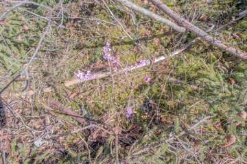 Sunny Spring of 2025