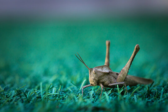 lindo inseto grilo que pousou e visitou o quintal de minha casa no outono