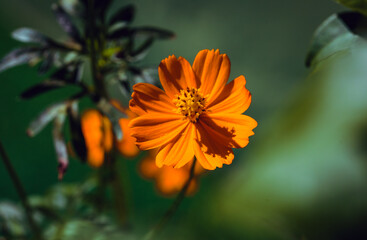 linda margarida flor em cerrado brasileiro no quintal de casa.