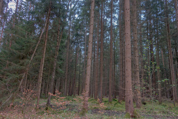 Sunny Spring of 2025