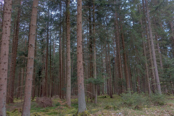 Sunny Spring of 2025