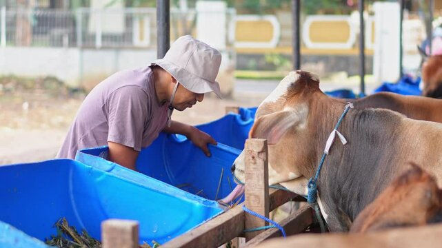 Animal Farmer Wearing Hat Working At Cowshed Feeding Cows At The Farm