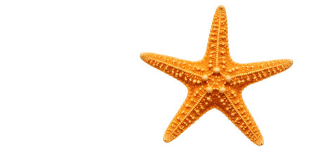 Small Realistic Starfish Isolated on White Background Top View Flat Lay