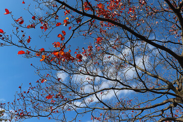 Sky-focused landscape photography