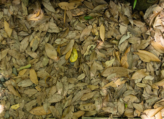 枯れ葉の背景　落ち葉　Background of dead leaves Fallen leaves