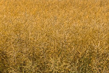 Close-up of a ripe rapeseed crop. Ripe rapeseed plants