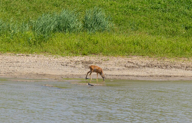 A red deer drinks water from the river.