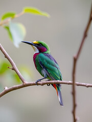 Fototapeta premium Coppersmith barbet
