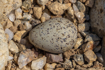 Close-up of a Charadrius dubius bird egg in nest among gravel