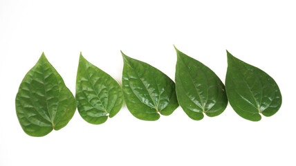 Betle leaf ( Daun Sirih ) has many properties such as antibacterial, anti-mutagenic, antioxidant, and anti-proliferative.  isolated on white
