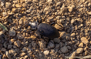 Close-up of a Carabus coriaceus beetle on the ground