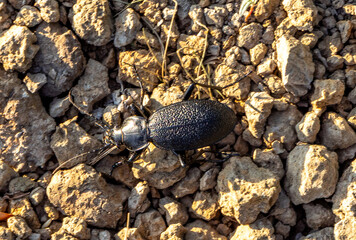 Close-up of a Carabus coriaceus beetle on the ground