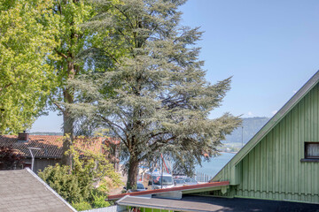 Sunny Spring of 2025