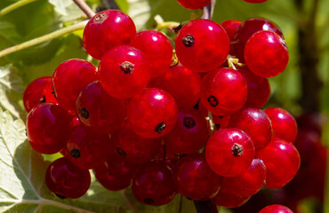Close-up of Ribes rubrum fruits on a twig