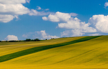 Landscape with different crops on a hillside. Rapeseed field and blue sky with clouds