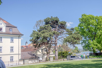 Sunny Spring of 2025