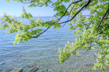 Sunny Spring of 2025