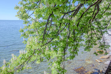 Sunny Spring of 2025