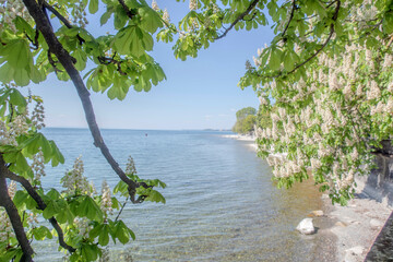 Sunny Spring of 2025