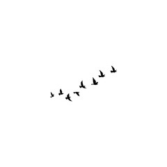 birds on white background