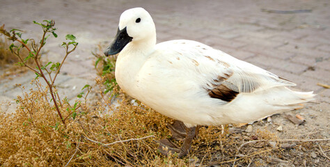  Calm White Duck Resting on Dusty Outdoor Surface