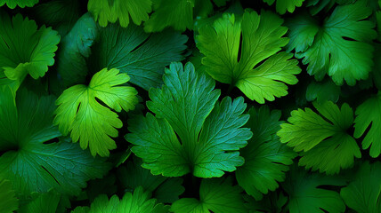 Lush green coriander leaves create vibrant, seamless pattern