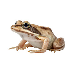 Obraz premium Brown frog on black background amphibian wildlife nature