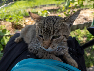 A cat sitting on top of a person's lap