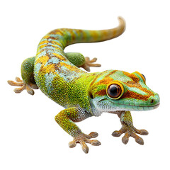 Obraz premium Vibrant Green Gecko Reptile on Black Background