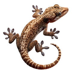 Naklejka premium Brown Gecko on Black Background Reptile Closeup