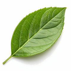 Obraz premium Green leaf isolated on transparent background 