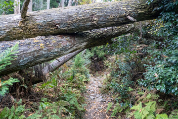 Kyoto Trail and surrounding area scenery