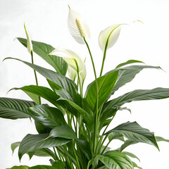 Fototapeta premium Peace Lily flower isolated on transparent background 