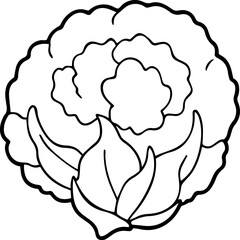 cauliflower outline vector illustration line art