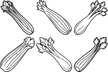 Set of celery vegetable outline coloring book page line art vector illustration digital drawing