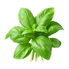 Fresh green basil leaves dew drops vibrant herb healthy food ingredient cooking recipe